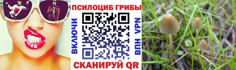 Галлюциногенные грибы GOLDEN TEACHER  Каменск-Шахтинский 